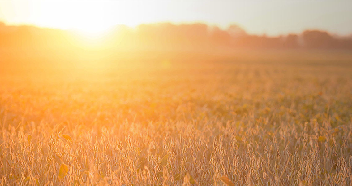 Late summer soybean field